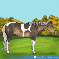 Horse Color:Silver Smoky Black Tobiano