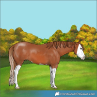 Horse Color:Chestnut Splash