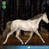 Horse Color:White Spotted Buckskin Pearl Dun Tobiano Rabicano