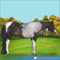 Horse Color:Brown Tobiano Rabicano 