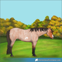 Horse Color:Bay Roan Frame 