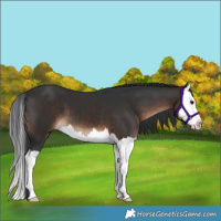Horse Color:Brown Splash 