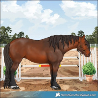 Horse Color:Bay 
