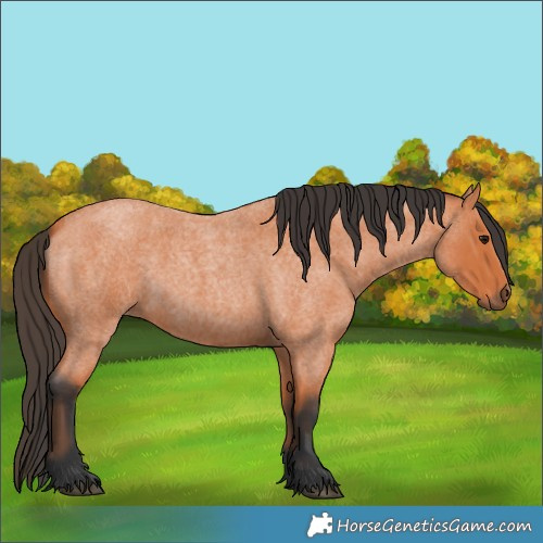 Horse Color:Bay Roan 