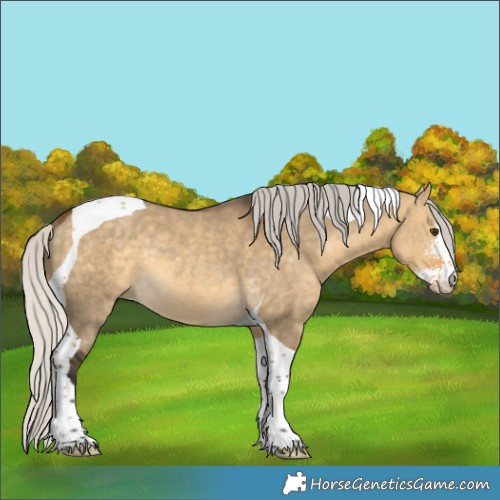 Horse Color:Silver Buckskin Dun Sabino Tobiano Rabicano 