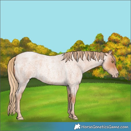 Horse Color:Gold Champagne Roan 