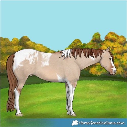 Horse Color:Red Dun Tobiano Appaloosa 