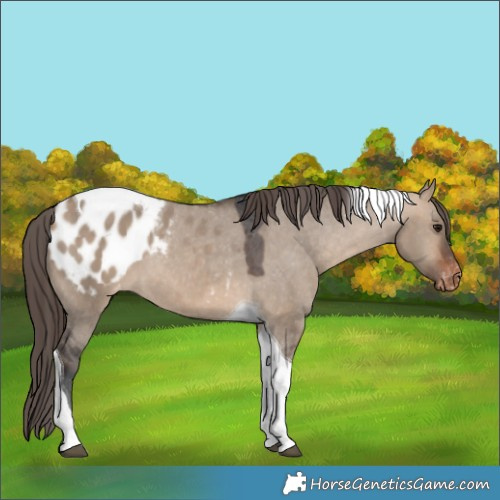 Horse Color:Bay Dun Tobiano Appaloosa 