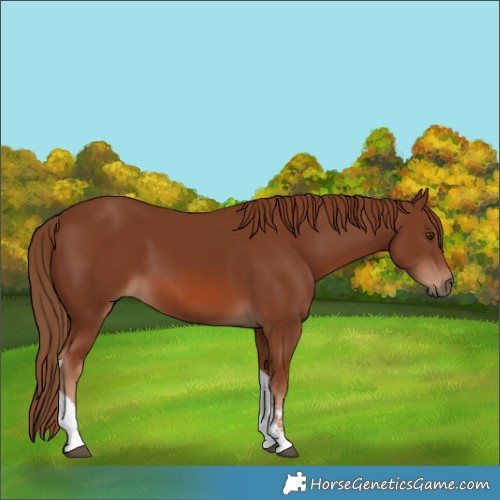 Horse Color:Chestnut Sabino Tobiano 