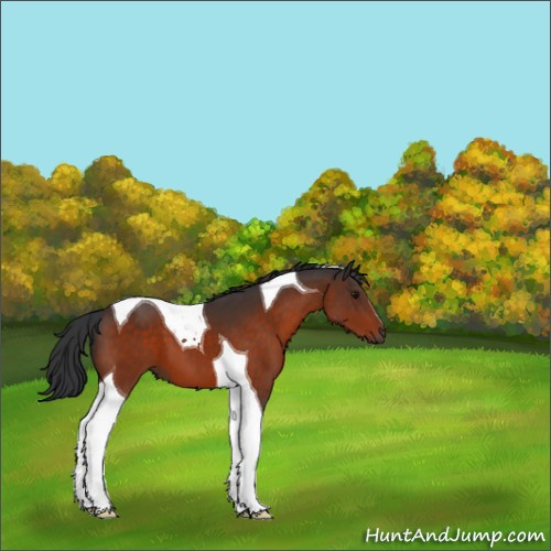 Horse Color:Bay Tobiano 