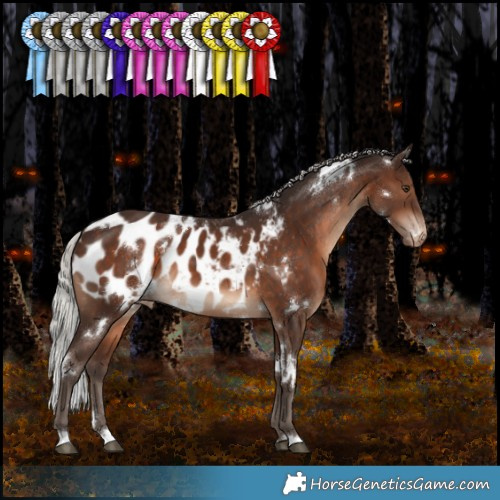 Horse Color:White Spotted Silver Brown Appaloosa 