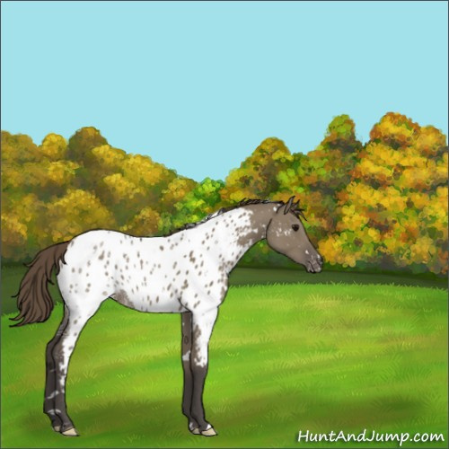 Horse Color:White Spotted Smoky Grullo Ice Appaloosa 