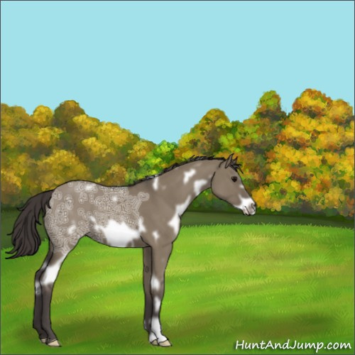 Horse Color:White Spotted Smoky Grullo Ice Frame 