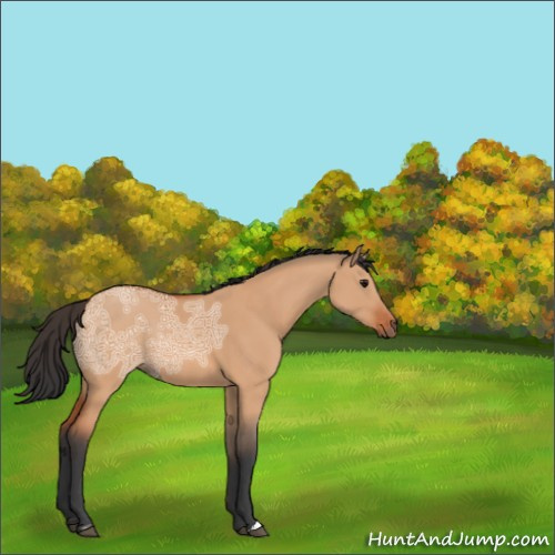 Horse Color:Bay Ice Dun Sabino 