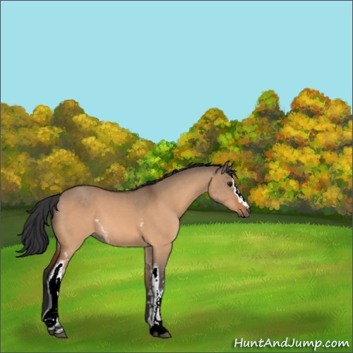 Horse Color:White Spotted Bay Dun 