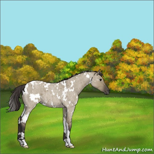 Horse Color:White Spotted Smoky Grullo Roan 