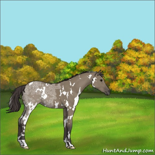 Horse Color:White Spotted Smoky Grullo Ice 