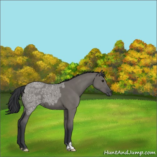 Horse Color:Grullo Ice Sabino 