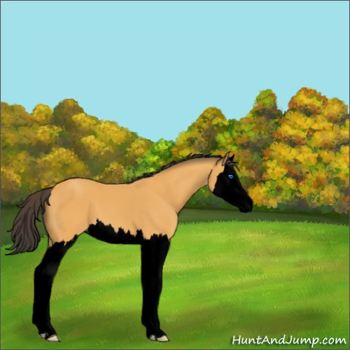 Horse Color:Void Buckskin Splash 