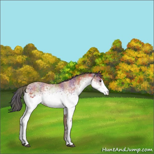 Horse Color:Nacre White Spotted Bay 