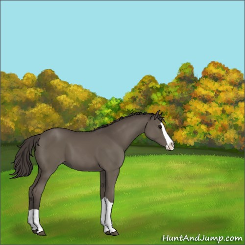 Horse Color:Smoky Black Splash 