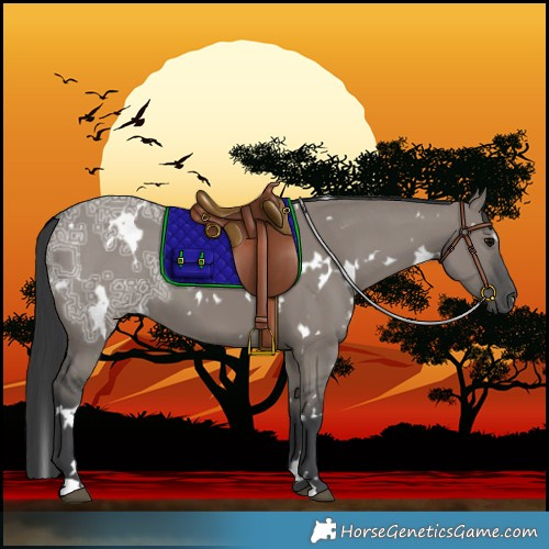 Horse Color:White Spotted Grullo Ice 