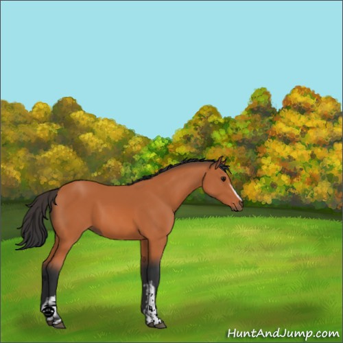 Horse Color:White Spotted Bay 