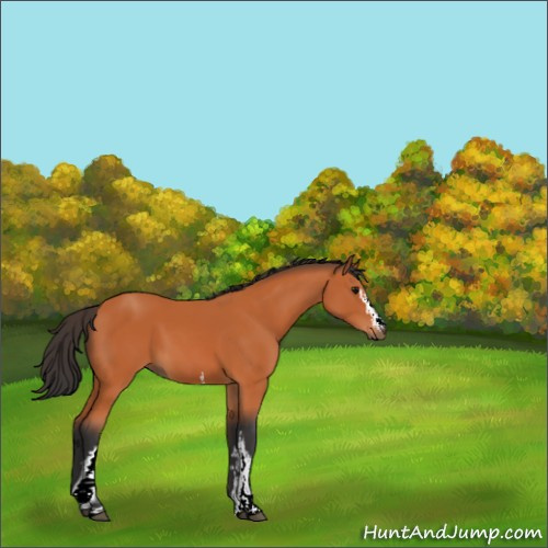 Horse Color:White Spotted Bay 