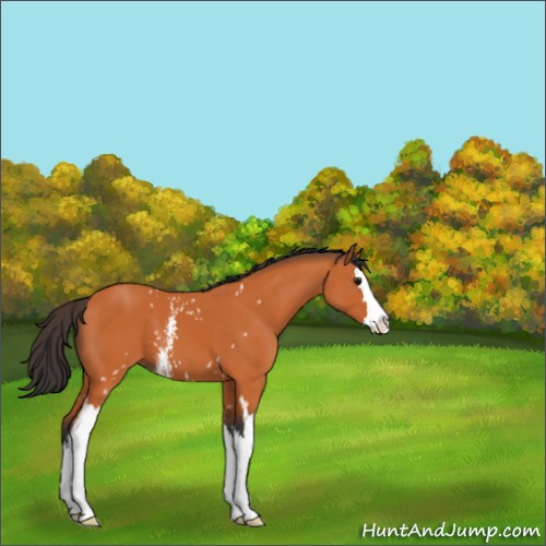 Horse Color:White Spotted Bay Splash 