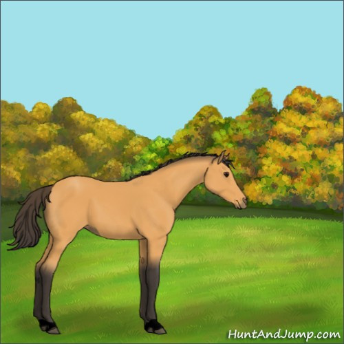 Horse Color:Void Buckskin 