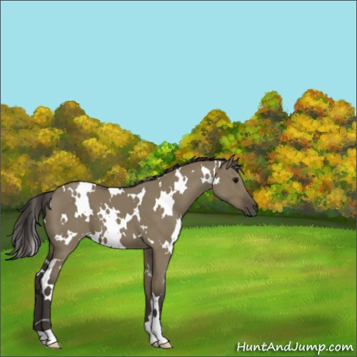 Horse Color:White Spotted Smoky Grullo 