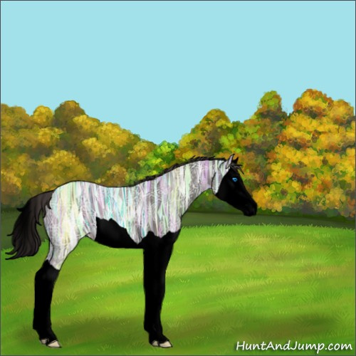Horse Color:Void Smoky Black Ice Splash 