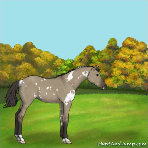 Horse Color:White Spotted Smoky Grullo 
