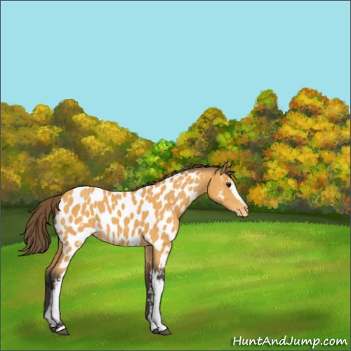 Horse Color:White Spotted Buckskin Appaloosa 