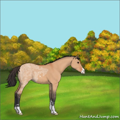 Horse Color:Bay Ice Dun Sabino 