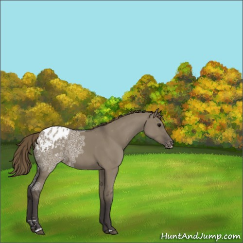 Horse Color:Smoky Grullo Ice Sabino Appaloosa 
