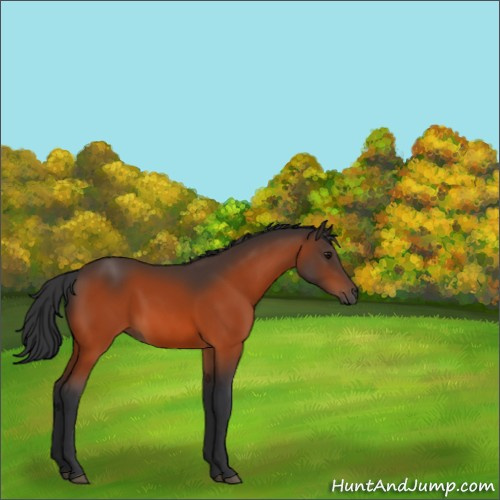 Horse Color:Void Bay 