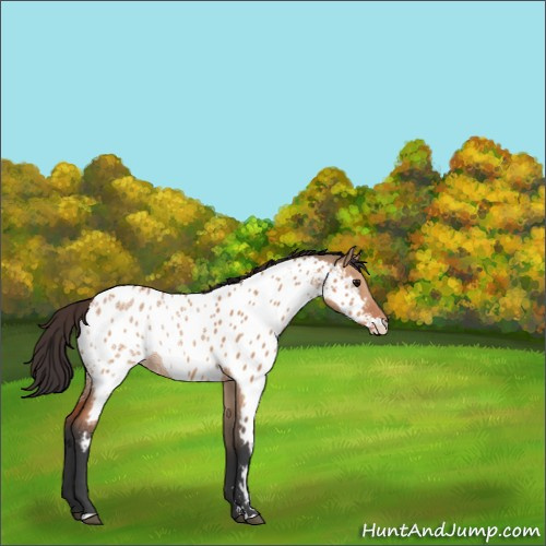 Horse Color:Bay Ice Dun Sabino Appaloosa 