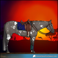 Horse Color:White Spotted Smoky Grullo