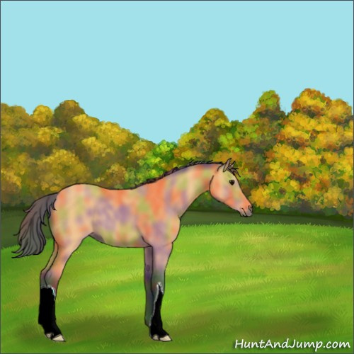 Horse Color:Nacre Buckskin 