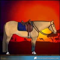 Horse Color:Buckskin 