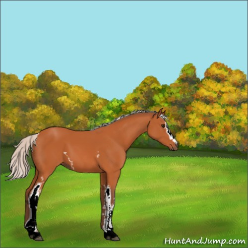 Horse Color:White Spotted Silver Bay 