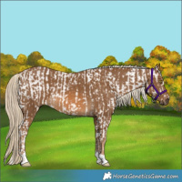 Horse Color:Gold Champagne Appaloosa and Chocolate Palomino