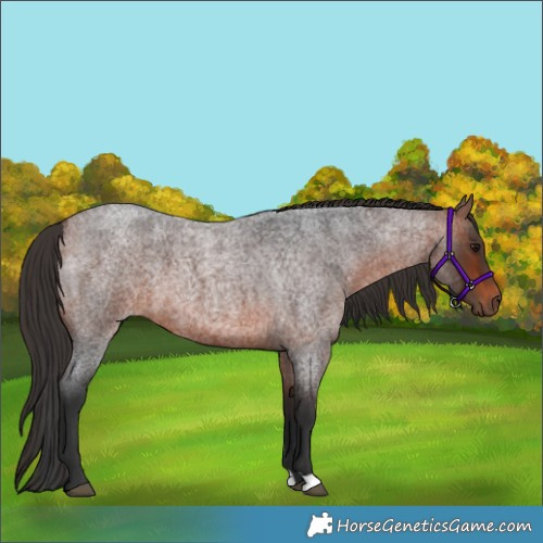 Horse Color:Bay Roan 