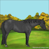 Horse Color:Blue Roan 