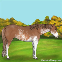 Horse Color:Chestnut Sabino 