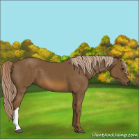 Horse Color:Chocolate Palomino 