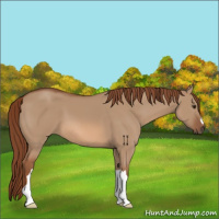 Horse Color:Red Dun 