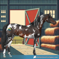 Horse Color:White Spotted Brown 