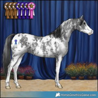 Horse Color:White Spotted Black Sabino